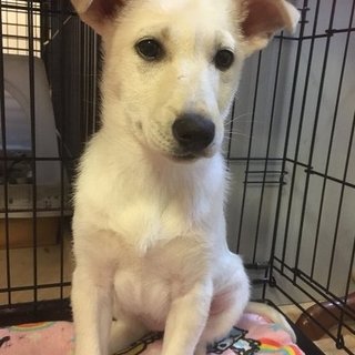 保健所よりレスキューした子犬①メス