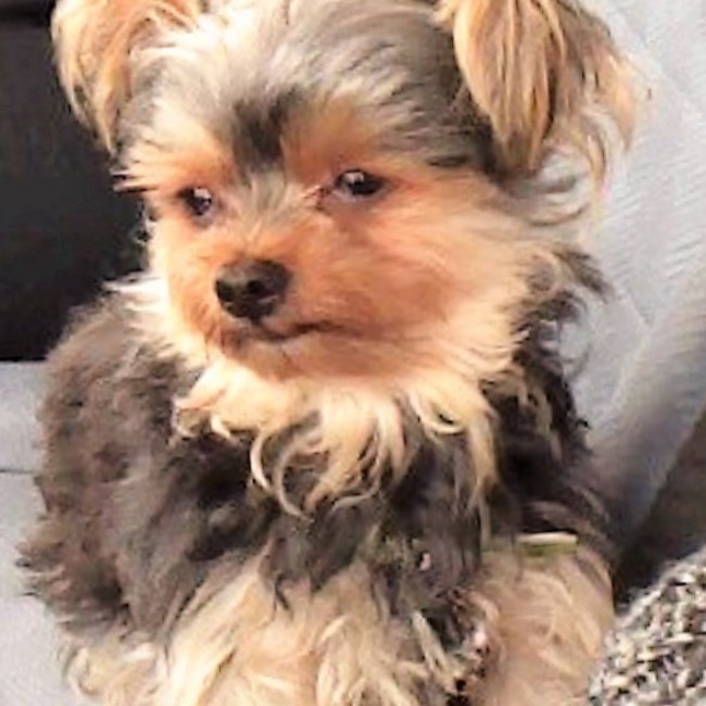 ハタゴサンのカバー写真