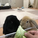 ホーランドロップ ♂8ヶ月 ♀1歳半 