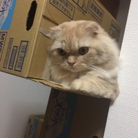 リオン