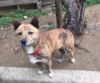 琉球犬 胴長短足 性格温 大阪府 犬の里親募集 ペットのおうち 月間利用者150万人