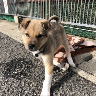 ちっぴり控えめ割合小ぶりなソックスくん3か月去勢済