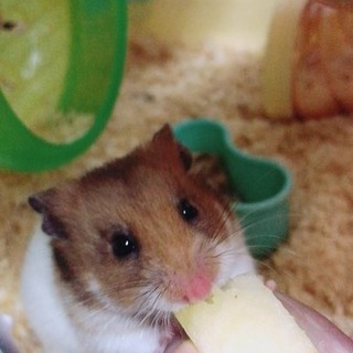 ゴールデンハムスター里親募集