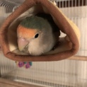 コザクラインコ里親募集