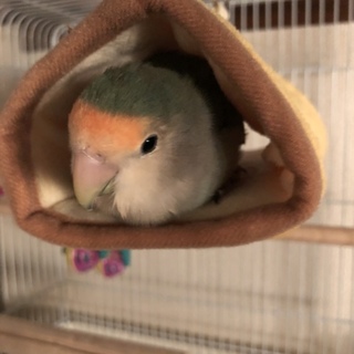 コザクラインコ里親募集