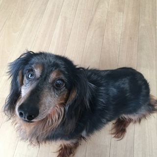 Mダックスのシルバーダップルのオス