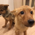キツネじゃないよ！育ち盛りのMIX犬の男の子