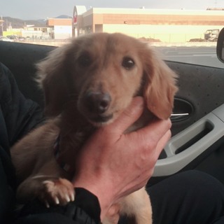 人懐っこいミニチュアダックスフンド