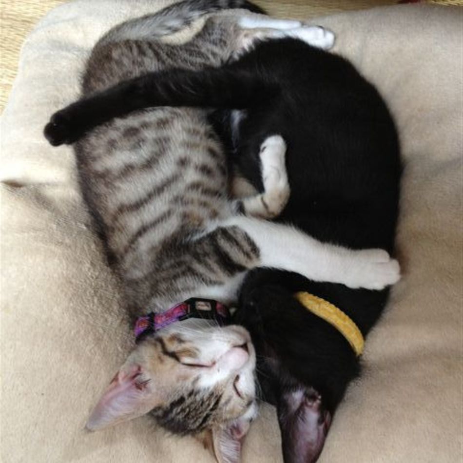 ルナ（月）のカバー写真