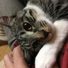 の写真