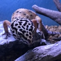 ヒョウモントカゲモドキ 一時停止中