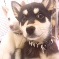 犬は大好き！人間にはビビりの黒柴風