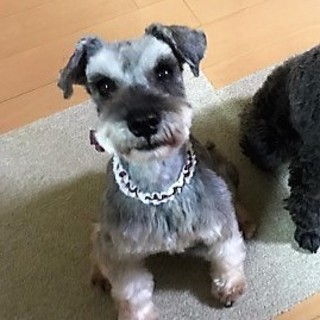 応募多数　募集停止　デイジー☆Ｍシュナ推定７歳