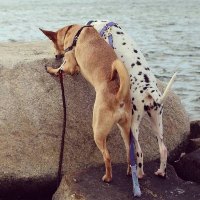 GFA gifts for animalsのカバー写真