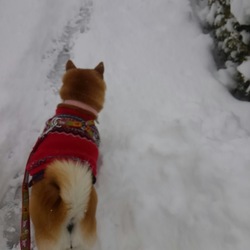 わぁースゴい雪w(゜o゜)w