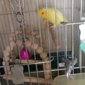 マメルリハの里親募集