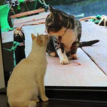 コタロウ君のバーチャル・キッス
