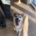 柴犬　女の子　2歳　里親募集です。