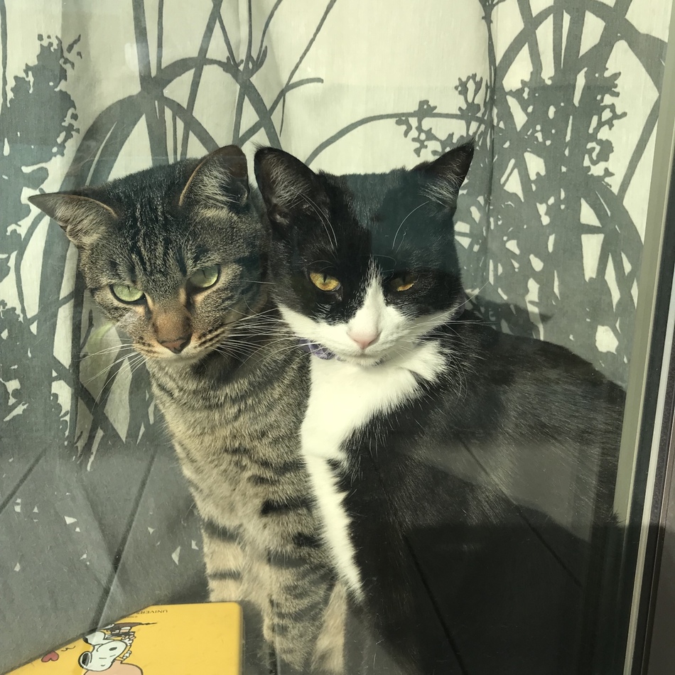 しょうちゃんのカバー写真