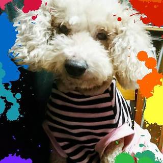 抱っこ大好き！トイプー♀こころちゃん