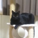 黒ねこちゃん