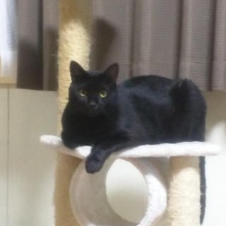 黒ねこちゃん