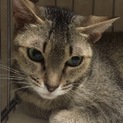 アビシニアンのような美猫 ♀ 
