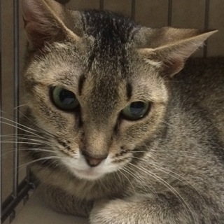 アビシニアンのような美猫 ♀ 