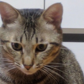 キジねこちゃん