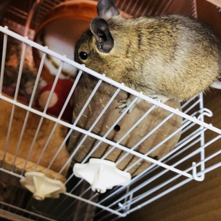 可愛い兄弟デグー赤ちゃん