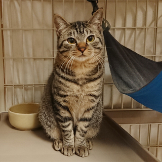 生後８ヶ月のキュートなキジトラ兄妹