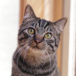 生後８ヶ月のキュートなキジトラ兄妹（男の子）