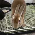 ミニレッキス♀一歳半