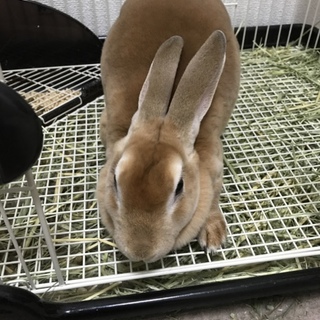 ミニレッキス♀一歳半