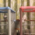 サクラ文鳥のつがい里親さん募集します