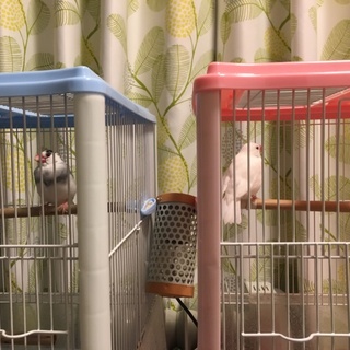 サクラ文鳥のつがい里親さん募集します