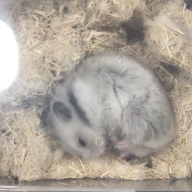 ふれいじーのカバー写真