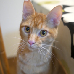 ＊子猫里親会＊