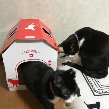 似たもの兄妹？！ゴムの取り合い？　(●´∀｀)ゞ