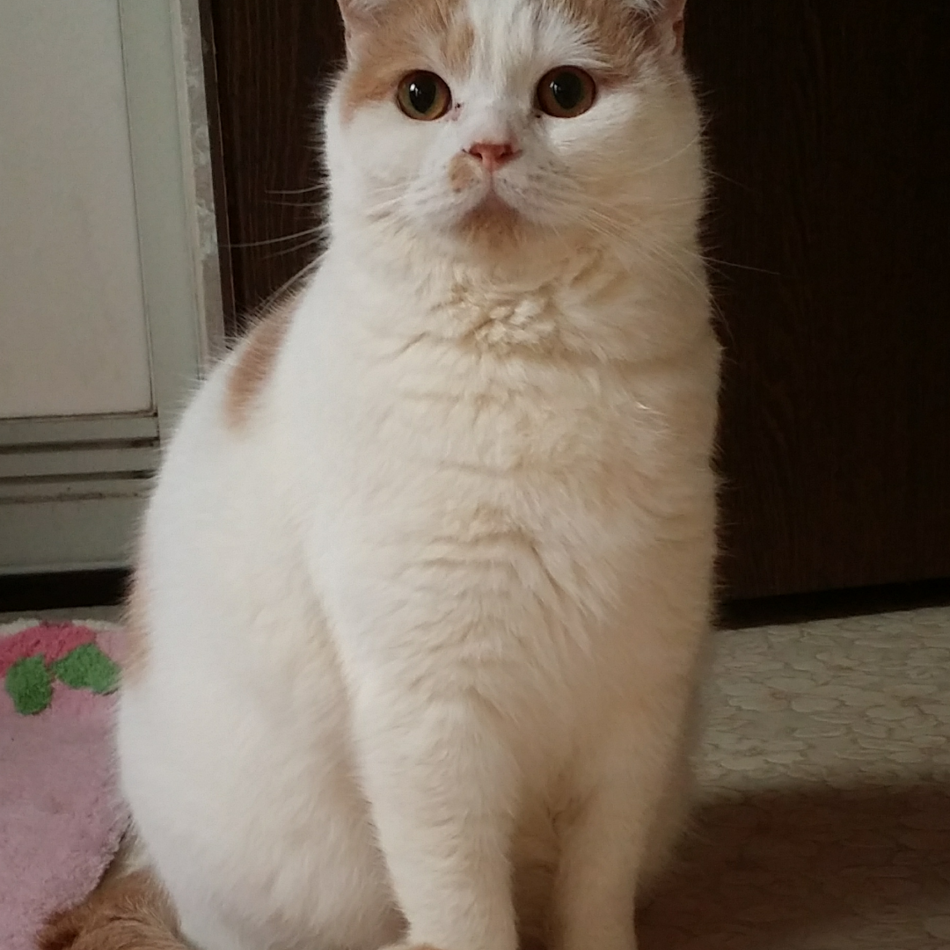 モコのカバー写真