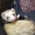 フェレット1匹♂