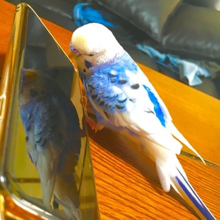 セキセイインコ 手乗り 里親さん募集中