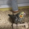 ひまわりナース