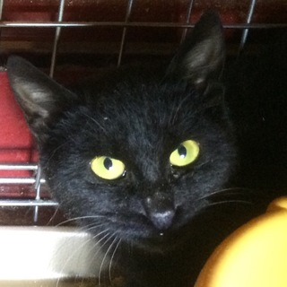 子猫 黒猫  ♂ 里親募集 多数により一時停止