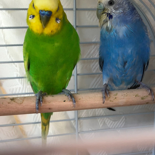 セキセイインコのペア
