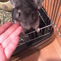 里親さん決定しました！