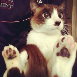 大口町元気なまちづくり事業　第７回大口猫の会譲渡会