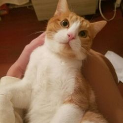 大口町元気なまちづくり事業　第７回大口猫の会譲渡会 サムネイル2