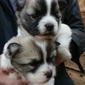 雑種の子犬！