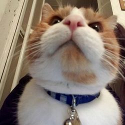 大口町元気なまちづくり事業　第８回大口猫の会譲渡会